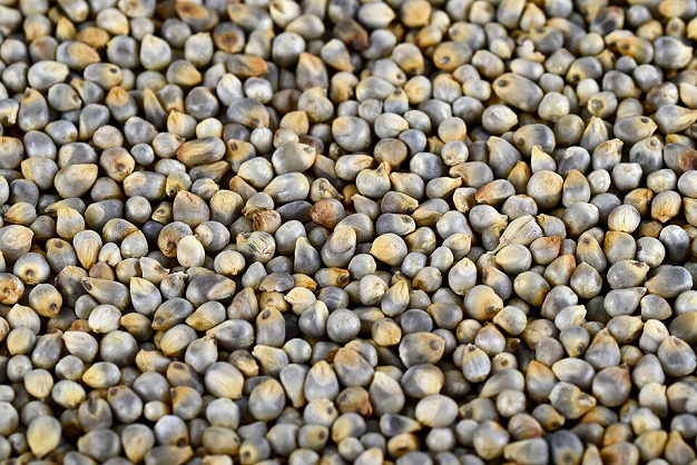 Bajra
